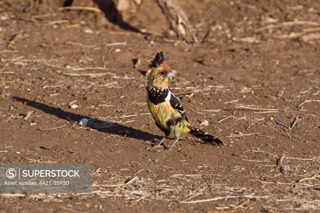 Crested Barbet - South Africa
