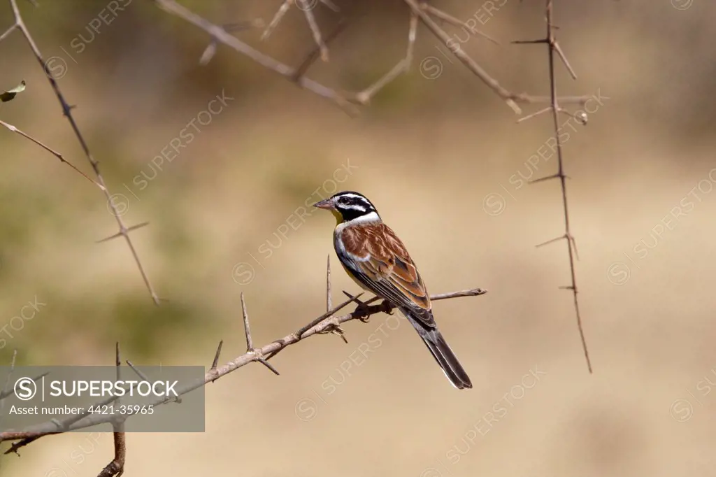 Golden breasted Bunting