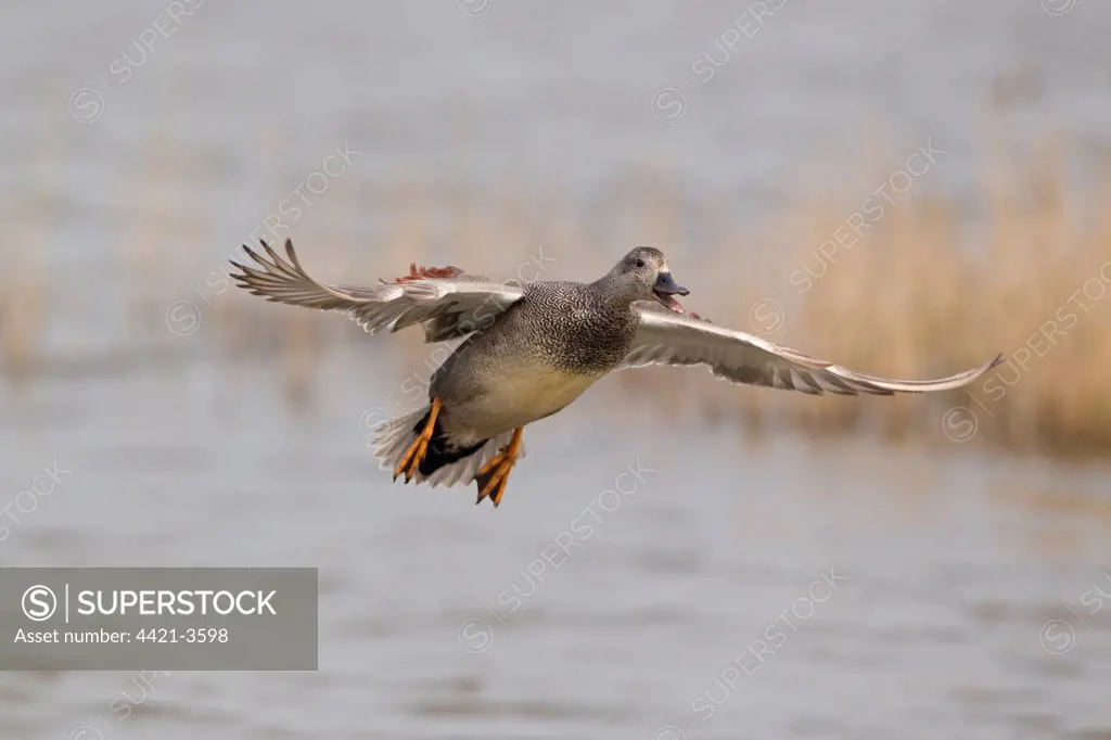 Gadwall (Anas strepera) adult male, calling in flight over water, Minsmere RSPB Reserve, Suffolk, England, april