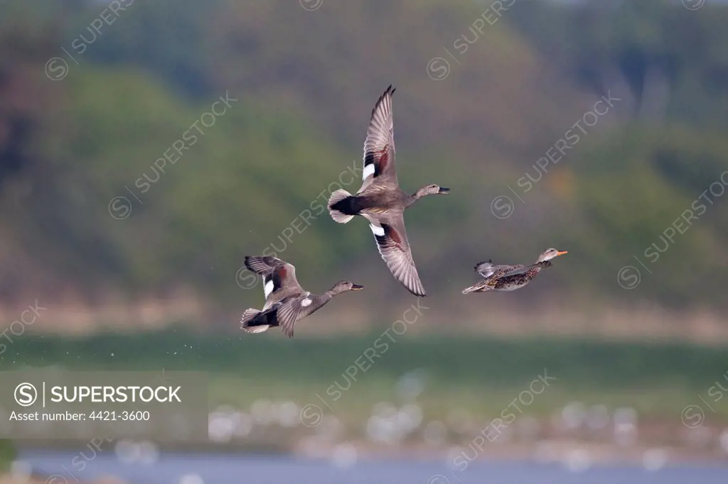 Gadwall (Anas strepera) two adult males, chasing female in flight, Minsmere RSPB Reserve, Suffolk, England, april