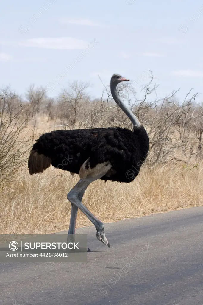 Ostrich crossing road in Kruger national park