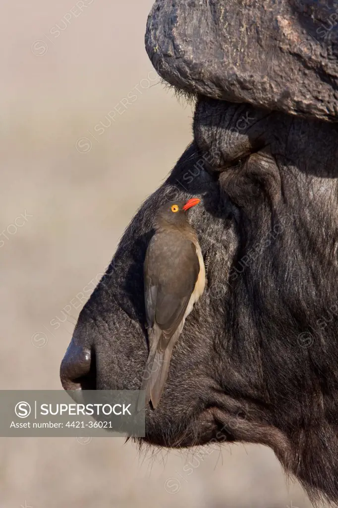 Red billed Oxpecker on Cape Buffalo
