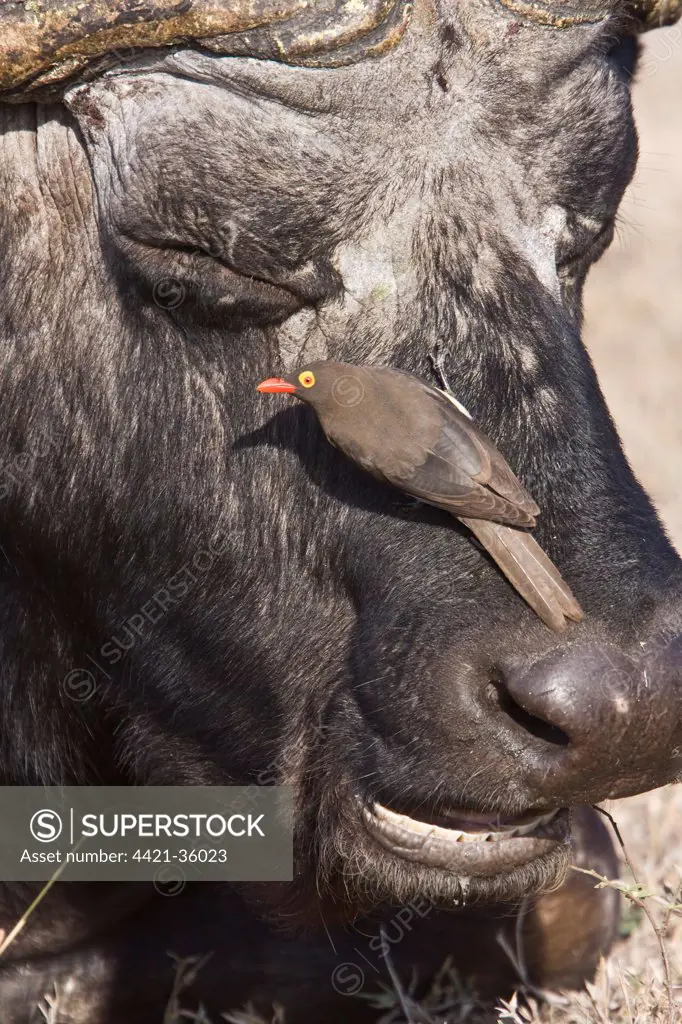 Red billed Oxpecker on Cape Buffalo
