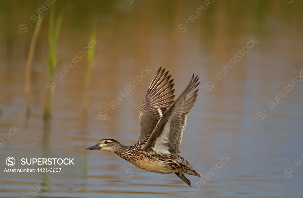 Garganey (Anas querquedula) adult female, in flight over water, Norfolk, England