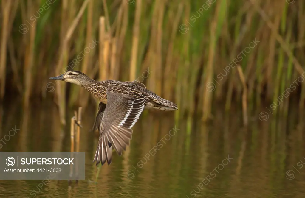 Garganey (Anas querquedula) adult female, in flight over water, Norfolk, England
