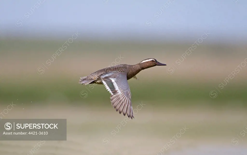 Garganey (Anas querquedula) adult male, in flight, Norfolk, England