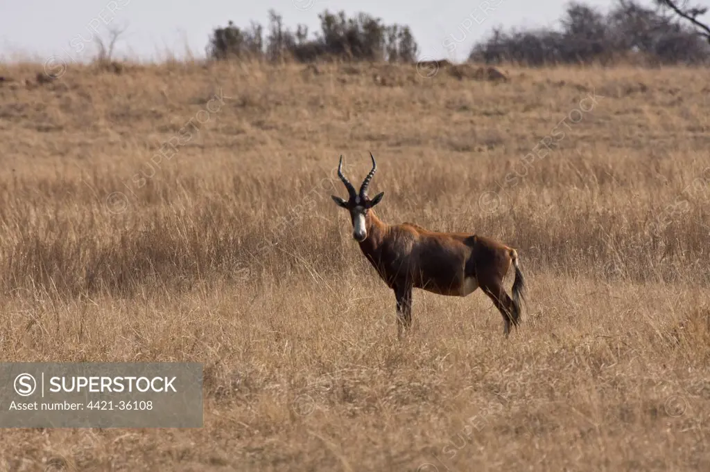 Bontebok South Africa