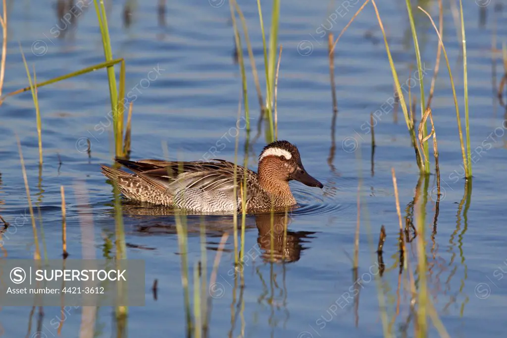 Garganey (Anas querquedula) adult male, swimming, Minsmere RSPB Reserve, Suffolk, England, april