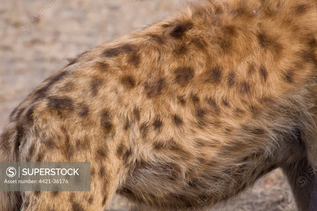 Spots of the Spotted Hyaena