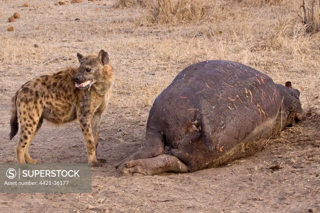 Spotted Hyaena with dead Hippo