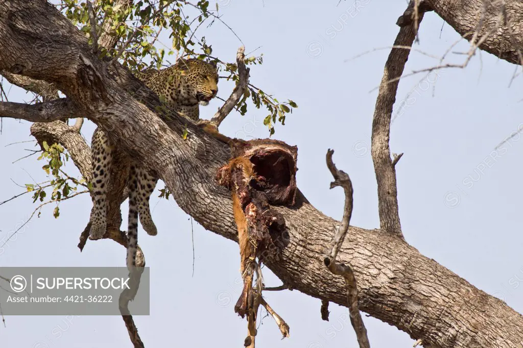 Leopard in tree with Impala kill