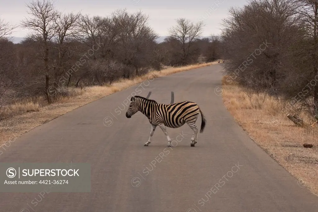 Burchell's Zebra crossing a road in Kruger National PArk South Africa