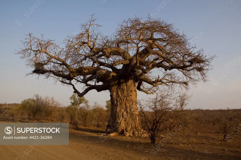 Baobab tree showing considerable damage from elephants who are looking for moisture in the fibrous trunk