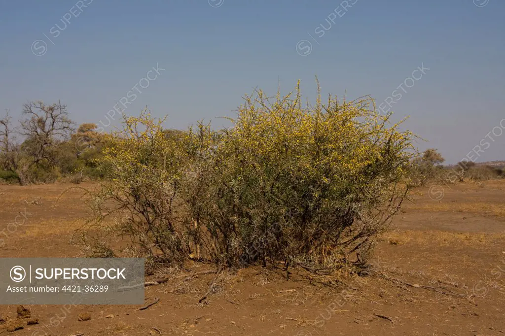 Wattle Acacia or Gum arabic tree