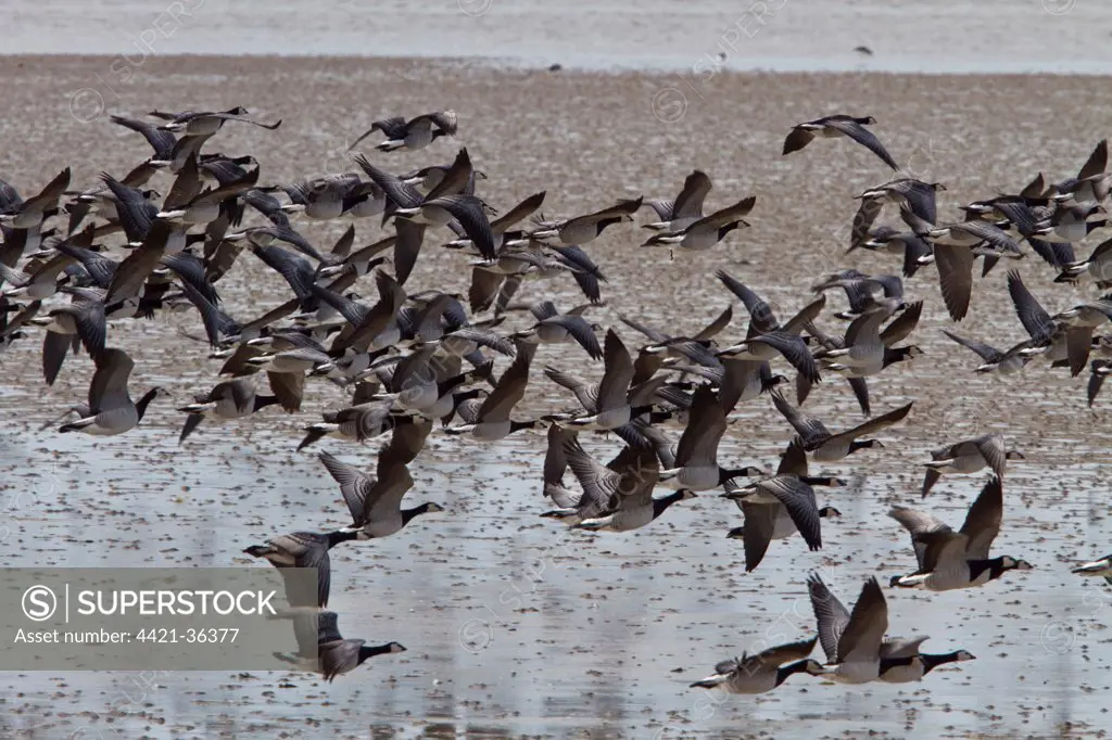 Flock of flying BArnacle Geese on Islay - Scotland