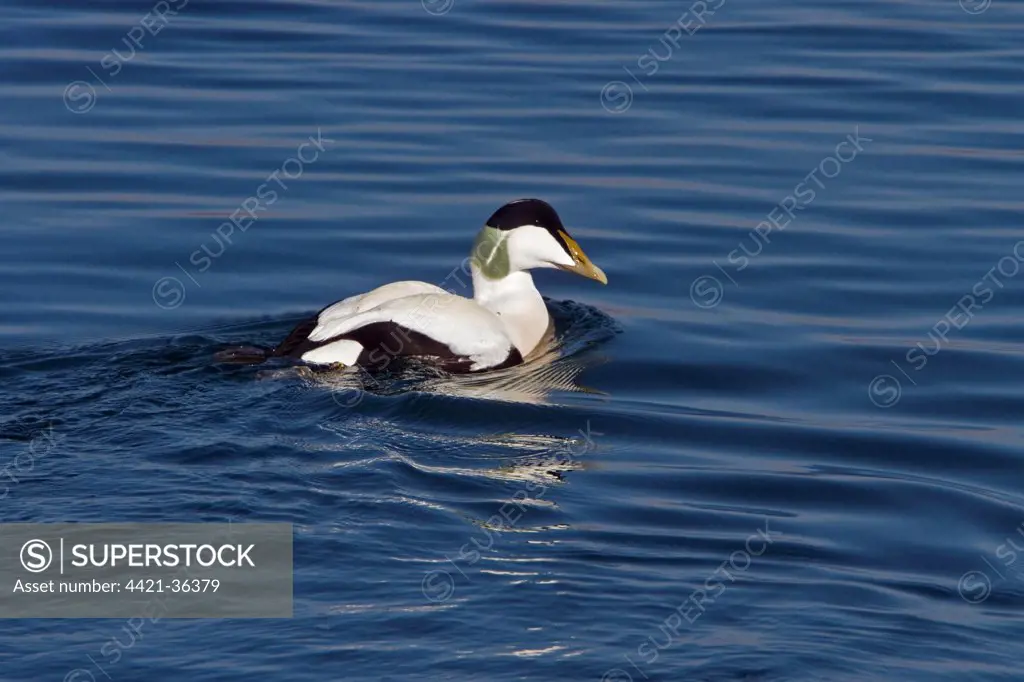 common eider duck male
