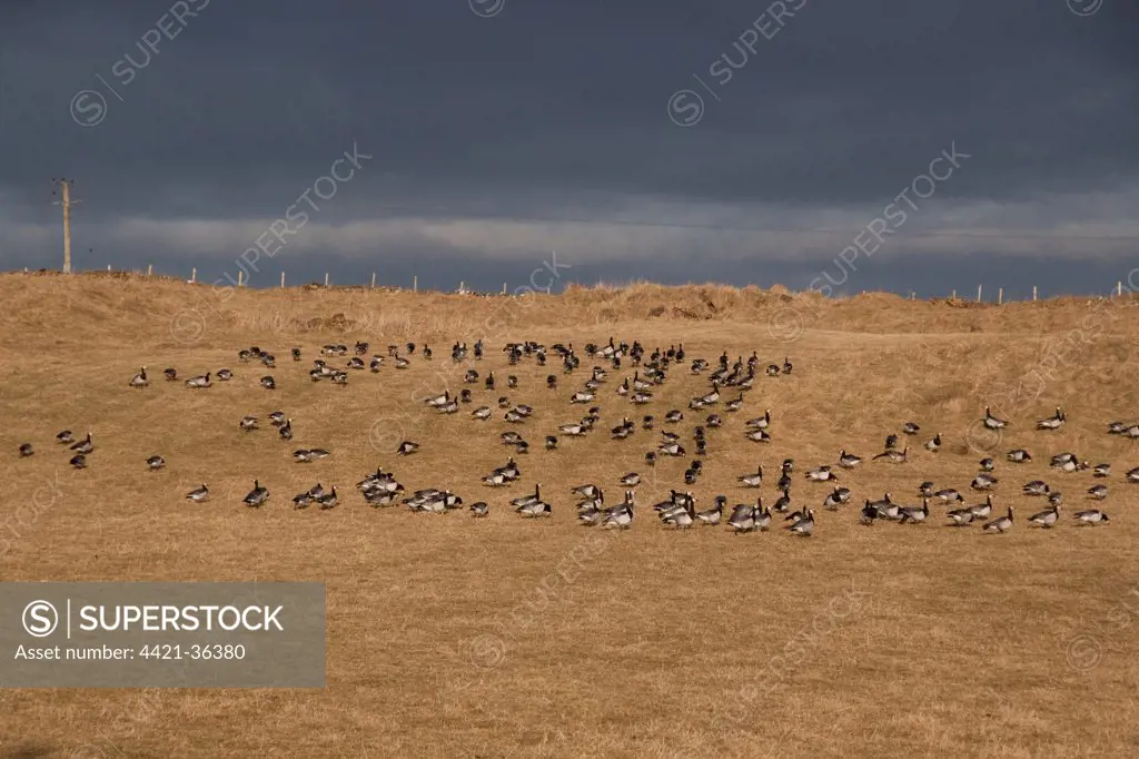 Barnacle Geese in field on the Scottish island of Islay