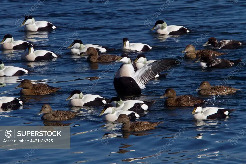 Mixed group of male and female Eider ducks