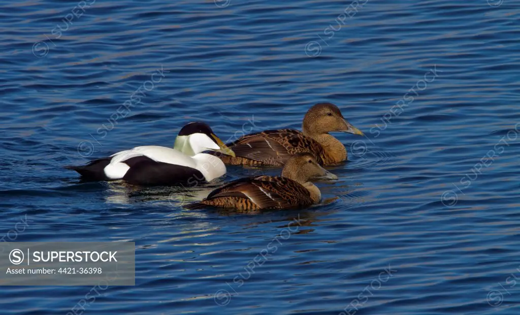 Two Male and one female Eider ducks