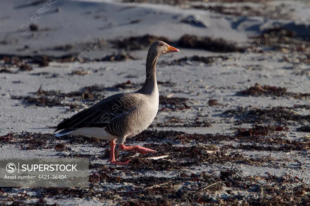 Greylag Goose on beach - Scotland.