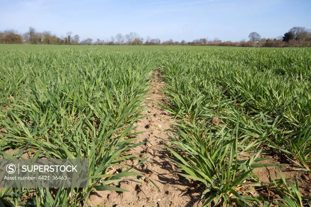Ground level close up of young wheat crop at approximately stage 30