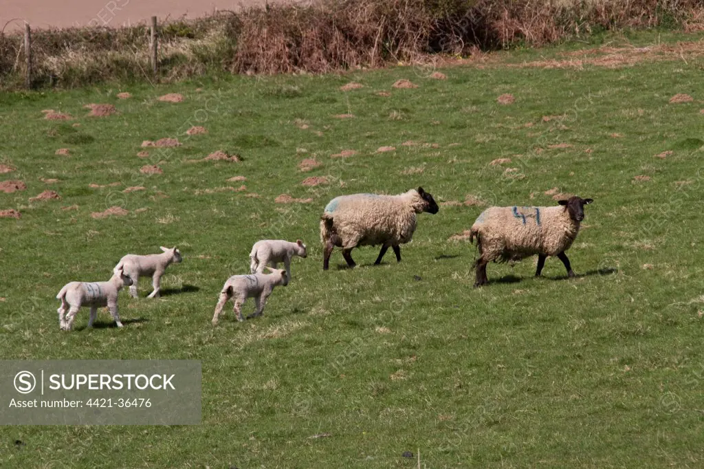 Suffolk cross ewe's with lambs