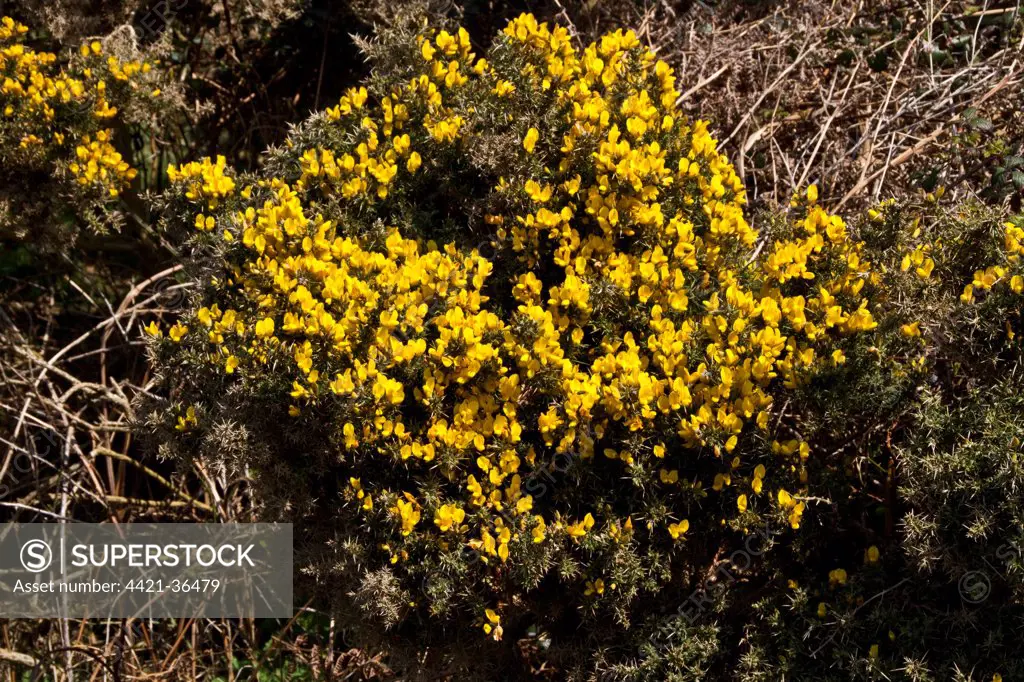 Common gorse in flower