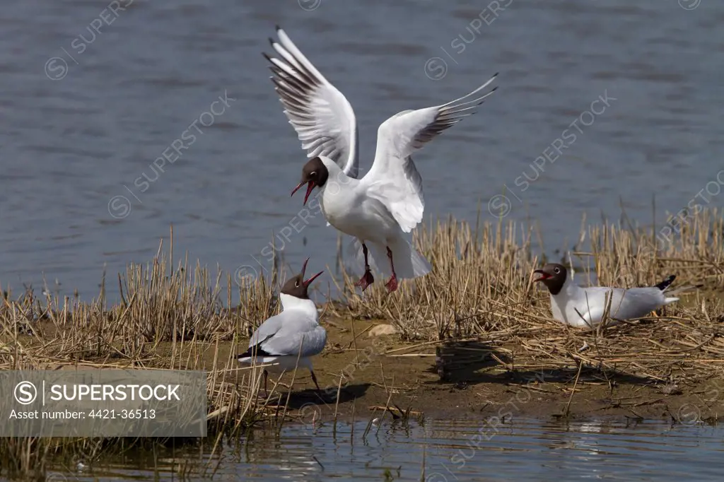 Nesting black headed gull looks at courting pair