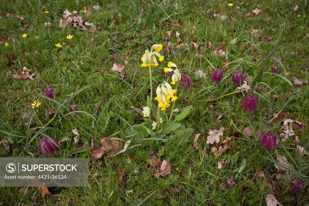 Cowslip's and Fritillary's
