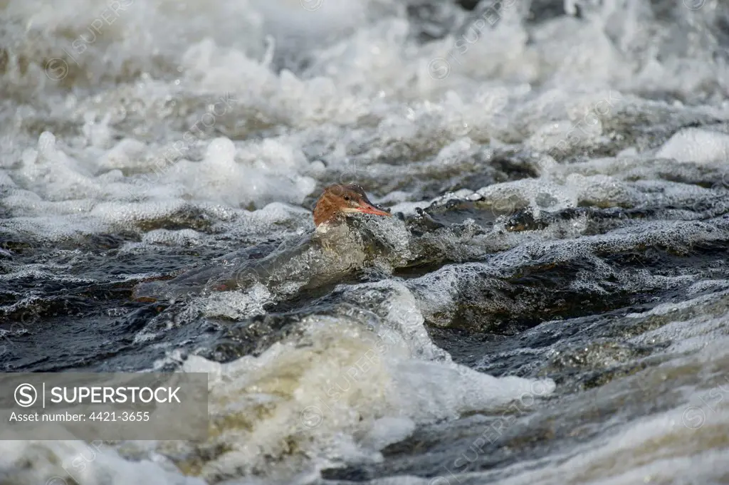 Goosander (Mergus merganser) adult female, swimming in fast-flowing river, River Nith, Dumfries and Galloway, Scotland, october