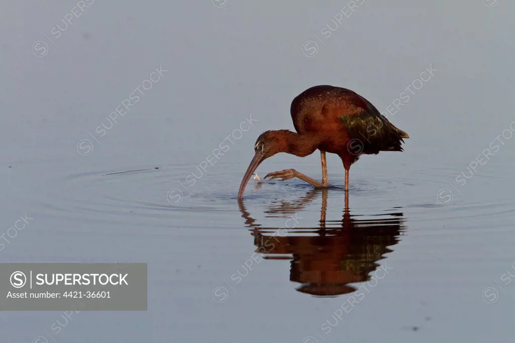 glossy ibis - lesvos greece