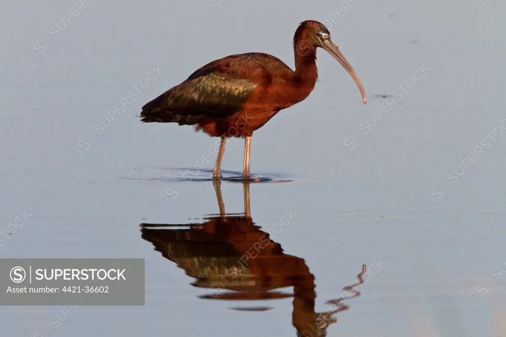 glossy ibis - lesvos greece
