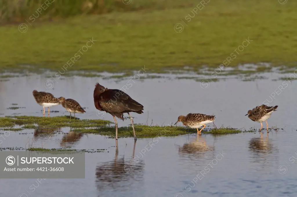 flock of ruff with resting Glossy Ibis