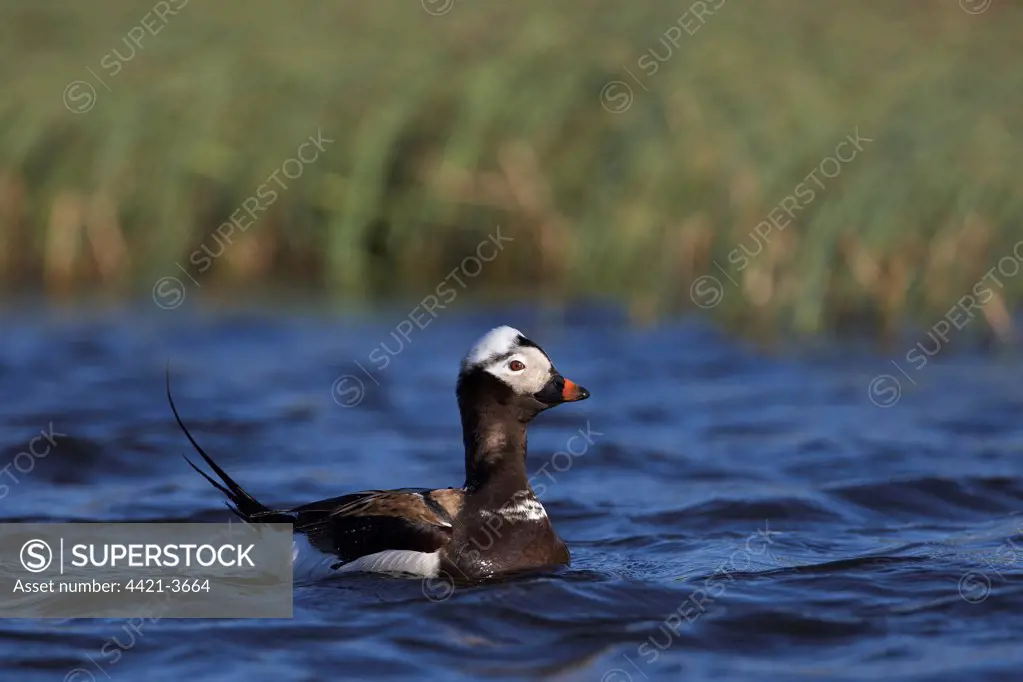 Long-tailed Duck (Clangula hyemalis) adult male, breeding plumage, swimming, Lake Myvatan, Iceland, june