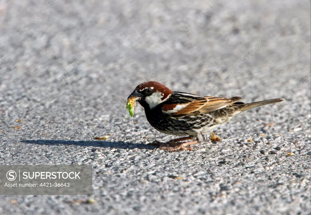 Spanish Sparrow Male with food