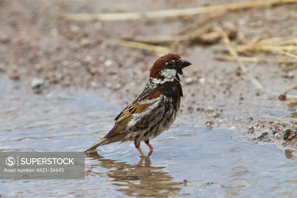 Spanish Sparrow washing