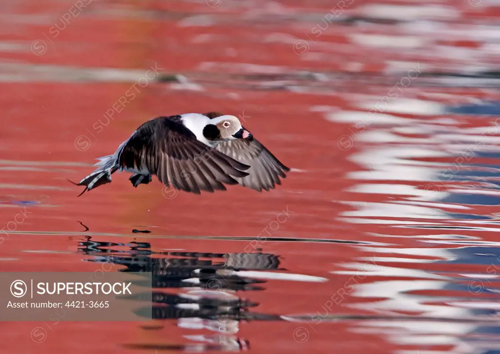 Long tailed Duck (Clangula hyemalis) adult male, winter plumage, in flight, taking off from water with reflections, Northern Norway, march