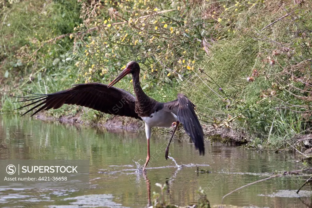 Black Stork - Lesvos Greece