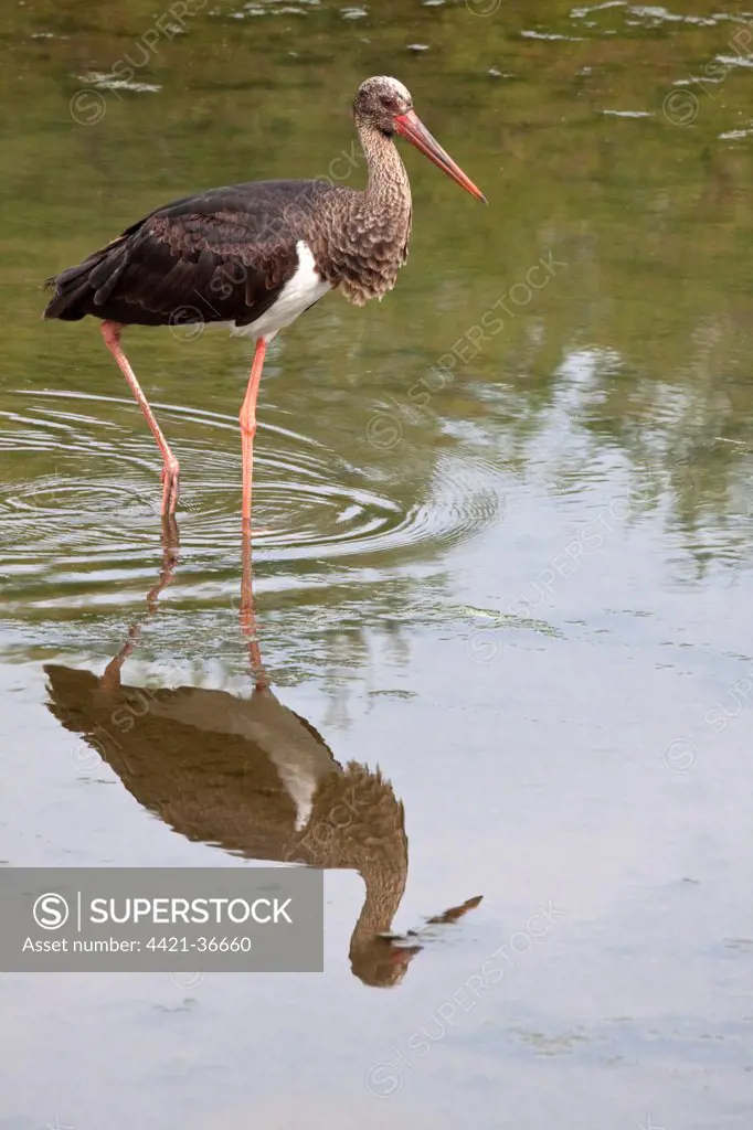 Black Stork - Lesvos Greece