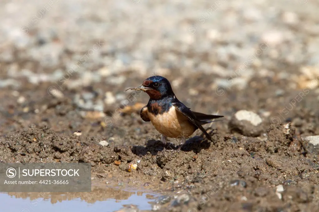 Barn Swallow collecting mud for nest building