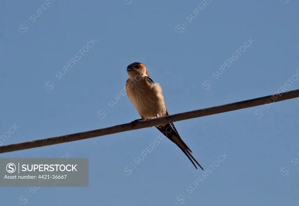 red rumped swallow
