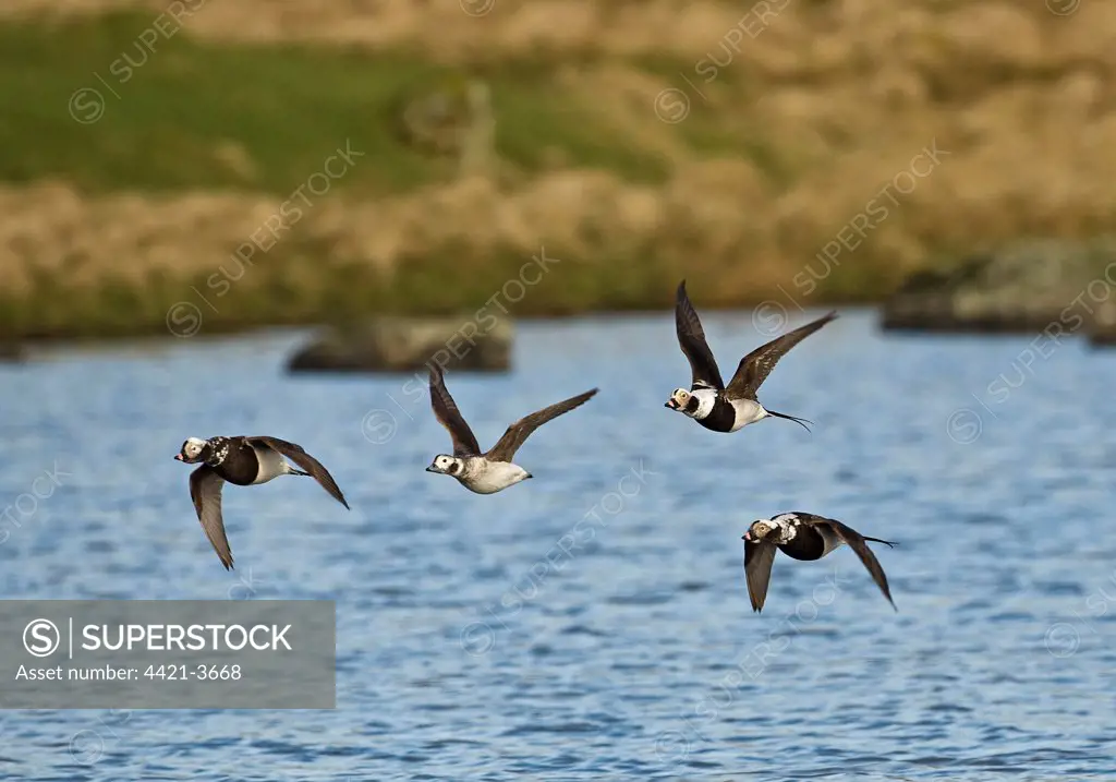 Long-tailed Duck (Clangula hyemalis) adult males and female, moulting, in flight, Shetland Islands, Scotland, april