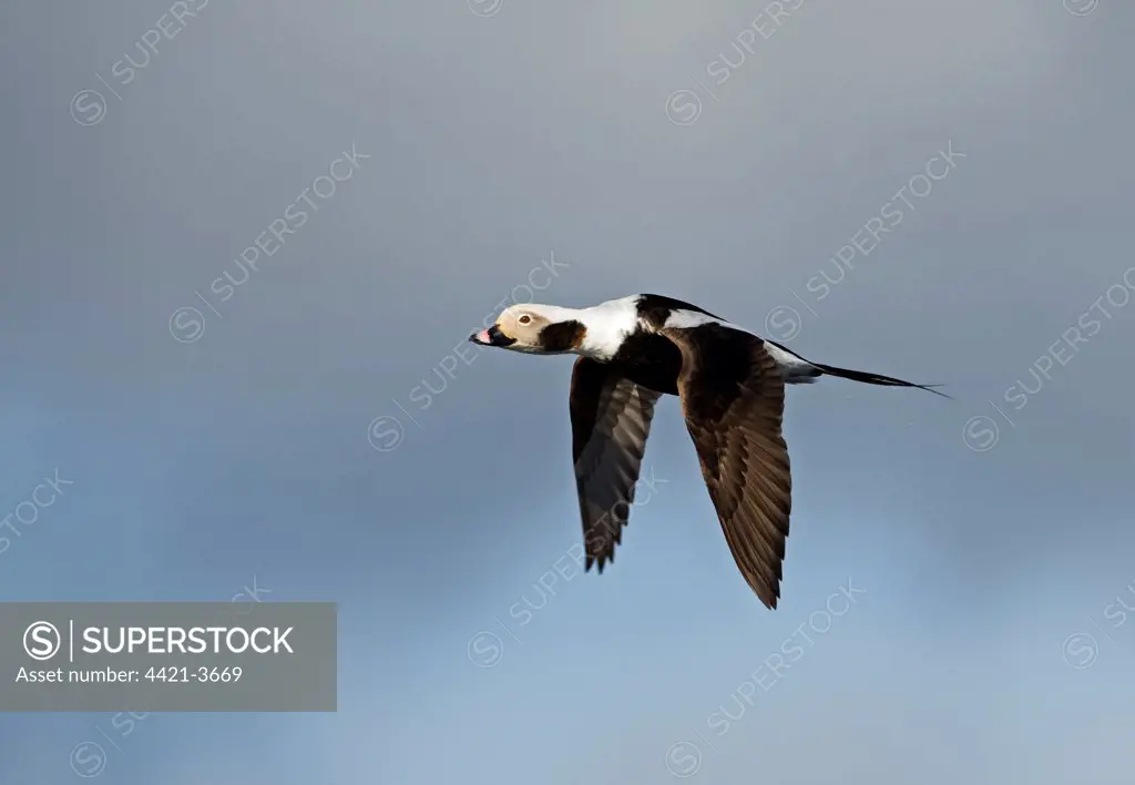 Long-tailed Duck (Clangula hyemalis) adult male, winter plumage, in flight, Shetland Islands, Scotland, april