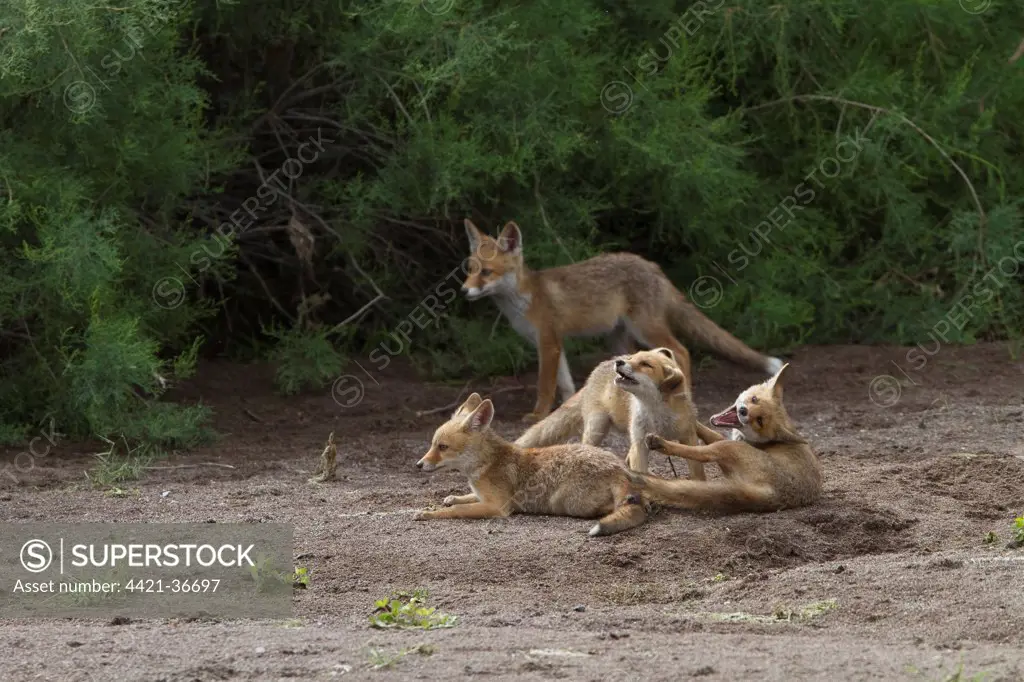 European Red Fox (Vulpes vulpes) four young cubs, interacting