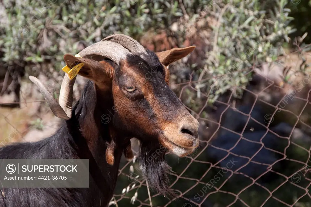 goat with ear tag