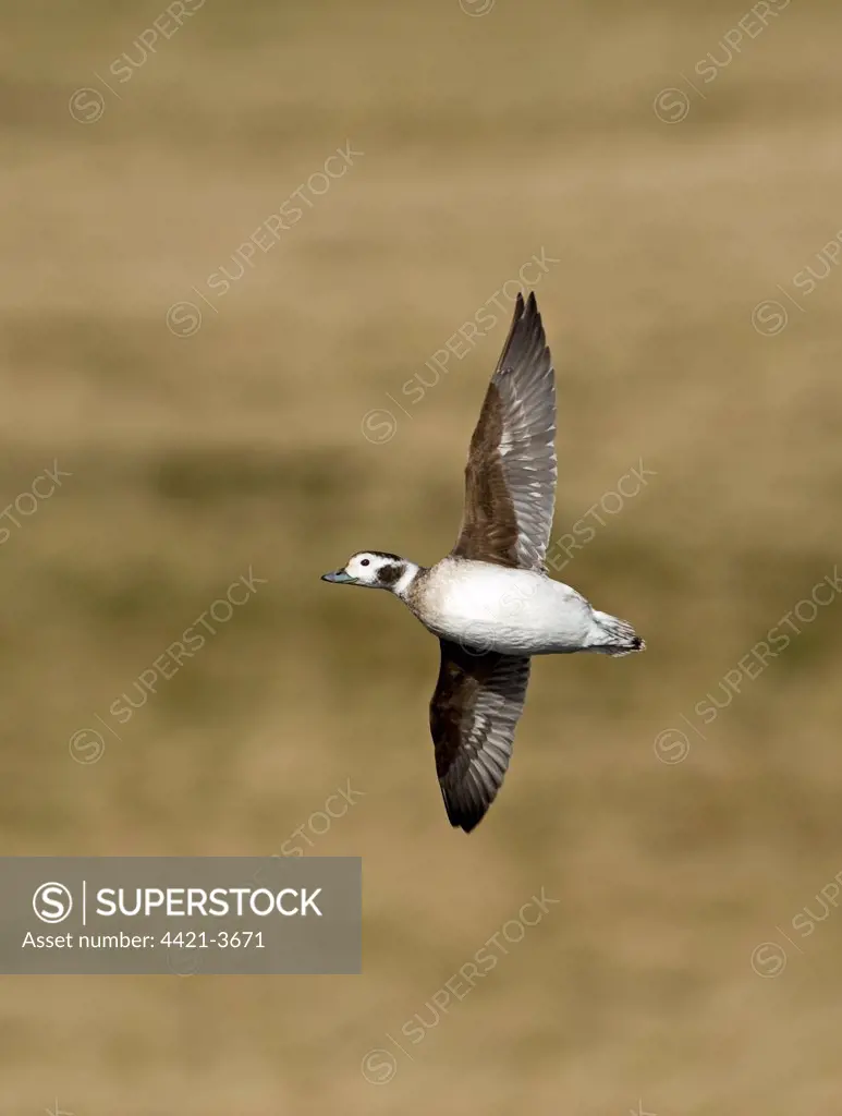Long-tailed Duck (Clangula hyemalis) adult female, in flight, Shetland Islands, Scotland, april