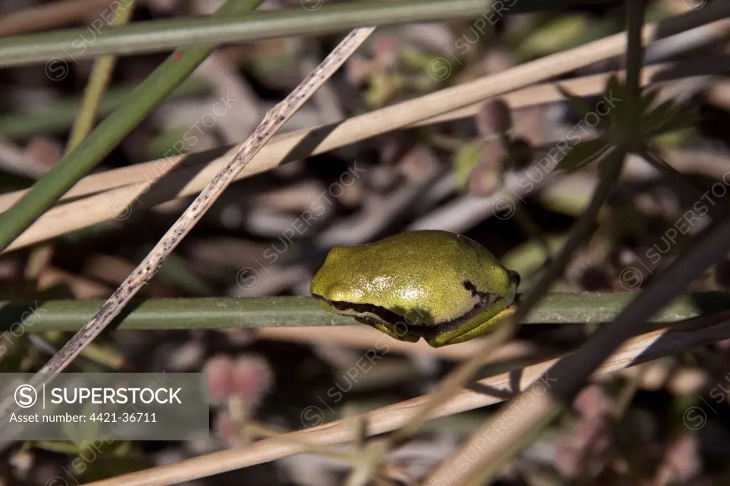 Common Tree Frog - lesvos, Greece