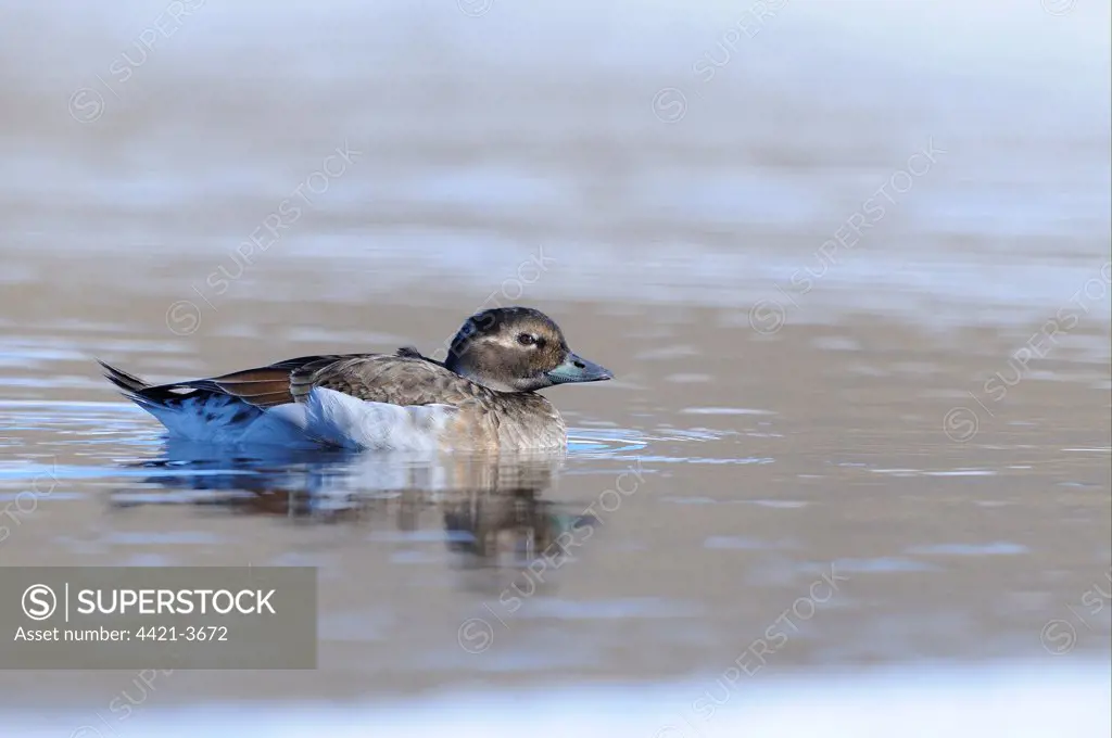 Long-tailed Duck (Clangula hyemalis) adult female, breeding plumage, swimming in arctic lake, Varanger, Norway, june