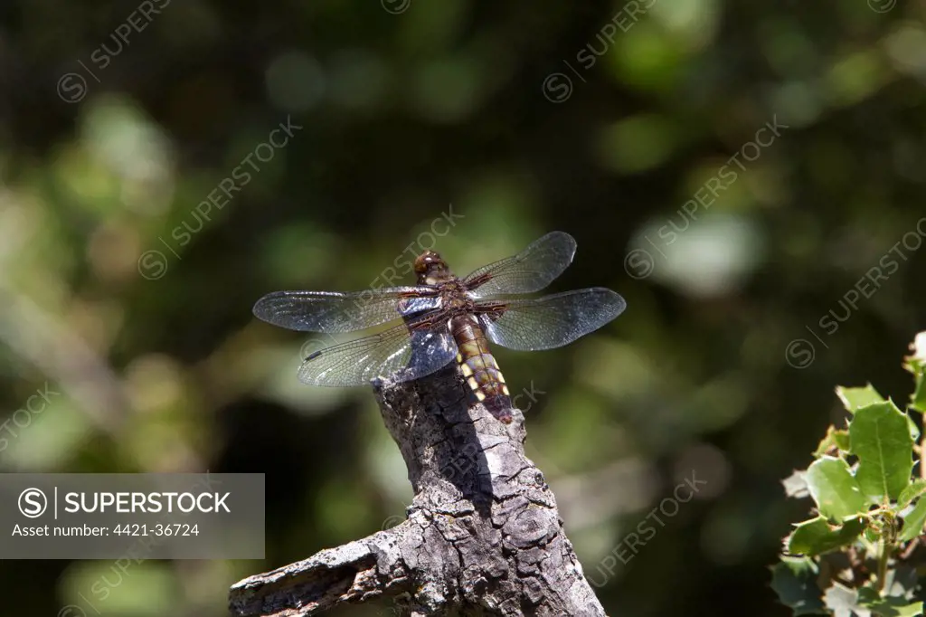 broad bodied chaser dragonfly