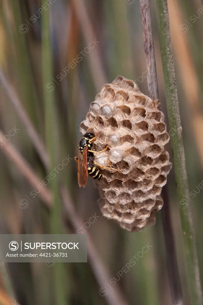 paper wasp - Lesvos Greece
